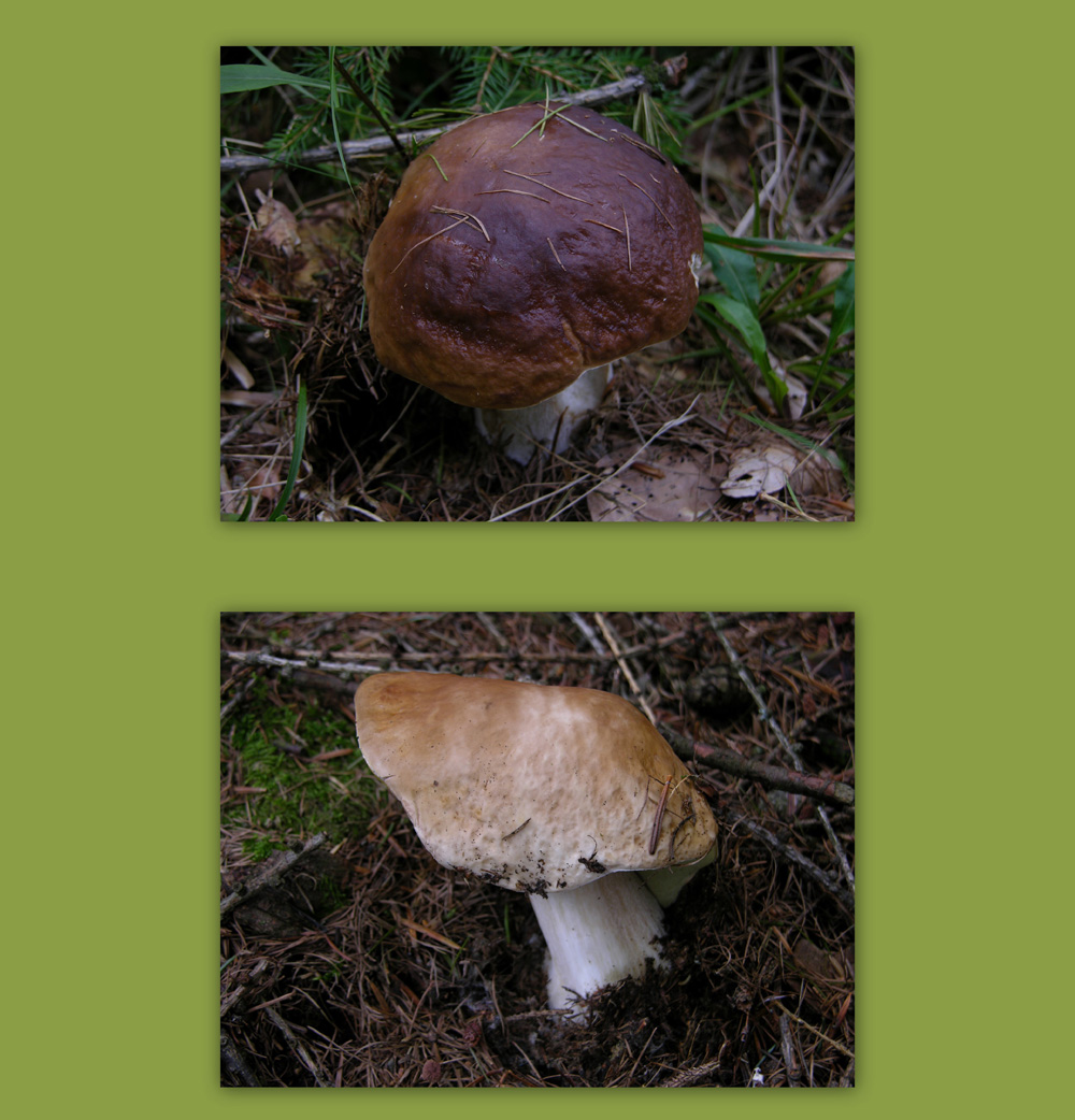 Ritrovamenti 29 luglio.